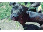 Adopt Prudy a Boxer, Mastiff