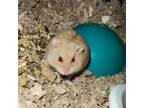Adopt Clementine a Dwarf Hamster