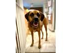 Adopt Ellie a Red/Golden/Orange/Chestnut Redbone Coonhound / Boxer / Mixed dog