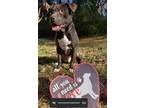 Adopt Pot Pie Lizman a American Staffordshire Terrier / Mixed dog in Rockaway