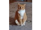 Adopt Honey Boy a Orange or Red Domestic Shorthair / Mixed (short coat) cat in