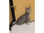 Adopt Hermione a Brown Tabby Domestic Shorthair (short coat) cat in La Quinta