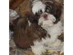 Shih Tzu Puppy for sale in Roseville, OH, USA