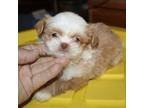 Shih Tzu Puppy for sale in Roseville, OH, USA