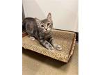 Adopt Blossom M a Gray, Blue or Silver Tabby Domestic Shorthair / Mixed cat in