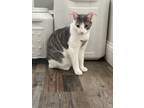 Adopt Nayah a Domestic Short Hair