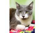 Adopt Winnie a Domestic Short Hair