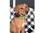 Adopt Kayla (Gerber Puppies) a Red/Golden/Orange/Chestnut Labrador Retriever /