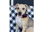 Adopt Kai (Gerber Puppies) a Tan/Yellow/Fawn - with Black Labrador Retriever /