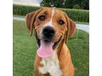 Adopt PENNY a Tan/Yellow/Fawn - with Black Hound (Unknown Type) / Mixed dog in