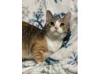 Adopt Poptart a Tabby, Calico