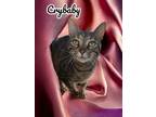 Adopt Crybaby a Domestic Short Hair