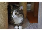 Adopt Kirby a Spotted Tabby/Leopard Spotted Domestic Mediumhair / Mixed cat in