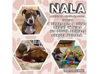 Adopt Nala a American Staffordshire Terrier