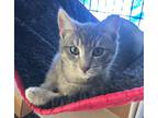 Adopt Toby a Gray or Blue Domestic Shorthair (short coat) cat in Palo Alto