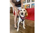 Adopt Milo a Hound (Unknown Type) / Retriever (Unknown Type) / Mixed dog in