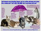 Adopt Longer Timers: Female & Male a Domestic Shorthair / Mixed (short coat) cat
