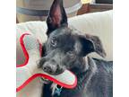 Adopt Ollie a Black Australian Shepherd / Mixed dog in Allen, TX (38359704)