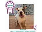 Adopt Kathy a White - with Tan, Yellow or Fawn Mixed Breed (Large) / Mixed dog