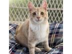 Adopt Ginger Snap a Tan or Fawn Tabby Domestic Shorthair / Mixed cat in Decorah