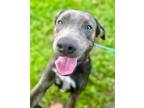 Adopt Rebel a Retriever (Unknown Type) / Mixed Breed (Medium) / Mixed dog in