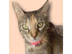 Adopt Mia #bed-buddy a Brown Tabby Domestic Shorthair / Mixed (short coat) cat