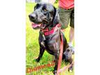 Adopt Diamond a Black Labrador Retriever