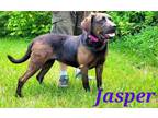 Adopt Jasper a Labrador Retriever
