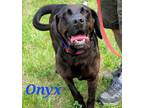 Adopt Onyx a Labrador Retriever