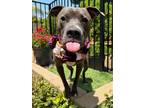 Adopt Jada a Gray/Blue/Silver/Salt & Pepper American Pit Bull Terrier / Mixed