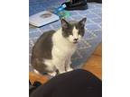 Adopt Mr White (Courtesy Post) a Gray or Blue (Mostly) British Shorthair / Mixed