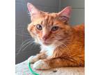 Adopt George a Orange or Red Domestic Longhair / Mixed (long coat) cat in