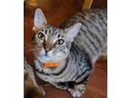 Adopt Feyre a Tan or Fawn Domestic Shorthair (short coat) cat in Escondido