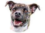 Adopt Archie a Brindle - with White Akita / Mixed dog in Prescott, AZ (35883215)