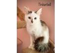 Adopt Tinker Bell a White (Mostly) Domestic Mediumhair / Mixed (medium coat) cat