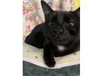 Adopt Athena a Manx, Domestic Medium Hair