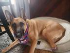 Adopt Aura a German Shepherd Dog