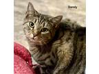 Adopt Sandy a Domestic Shorthair / Mixed (short coat) cat in Hartville