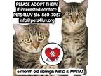 Adopt Mateo a Gray, Blue or Silver Tabby Domestic Shorthair (short coat) cat in