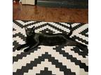 Adopt LesaLee a All Black Domestic Shorthair / Mixed cat in Wichita