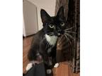 Adopt Myrtle a Black & White or Tuxedo Domestic Shorthair / Mixed cat in
