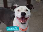 Adopt Naila a Mixed Breed (Medium) / Mixed dog in Brooklyn, NY (38273425)