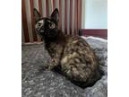 Adopt Reeses #peanut-butter-sweetie a Tortoiseshell Domestic Shorthair / Mixed