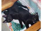 Adopt Sunny and Cher- Bonded pair a All Black Domestic Shorthair / Mixed cat in
