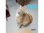 Adopt Fuego a Orange or Red Domestic Shorthair / Mixed (short coat) cat in Oak