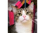 Adopt Autumn ( Bonded with Nelson) a Domestic Short Hair