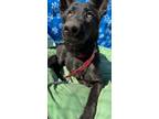 Adopt KATIE a Black German Shepherd Dog / Mixed dog in Ventura, CA (35866696)