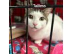 Adopt Tailless a Domestic Short Hair