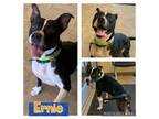 Adopt ERNIE a Black - with White American Pit Bull Terrier / Mixed dog in Akron