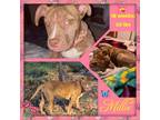 Adopt Millie a Pit Bull Terrier